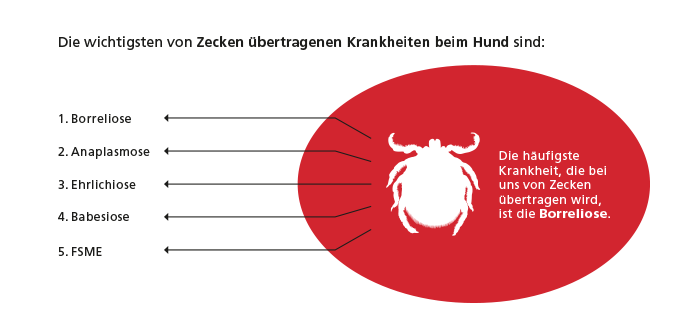 Welche Krankheiten übertragen Zecken?