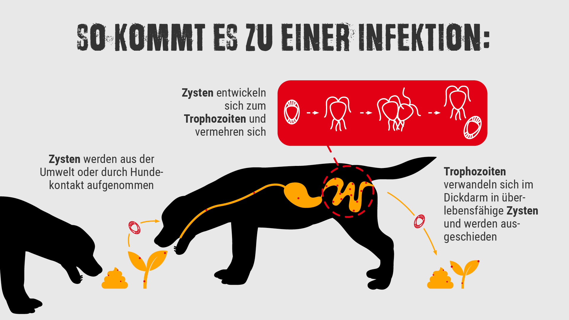 Giardien beim Hund erkennen | Pfotentipps BELCANDO®