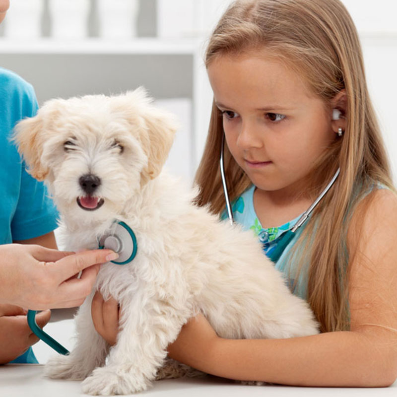 Welpe Frisst Nicht Ursachen Und Massnahmen Belcando Pfotentipps