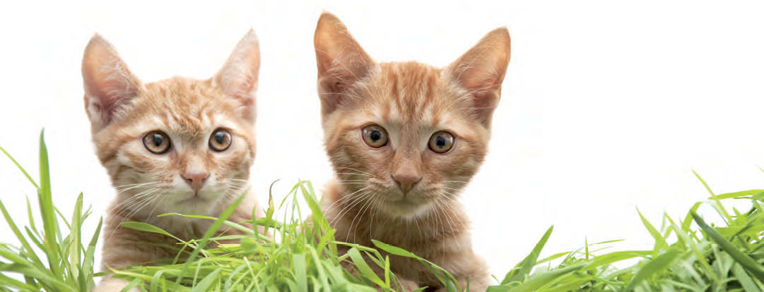 Katzenfreundschaft macht gluecklich