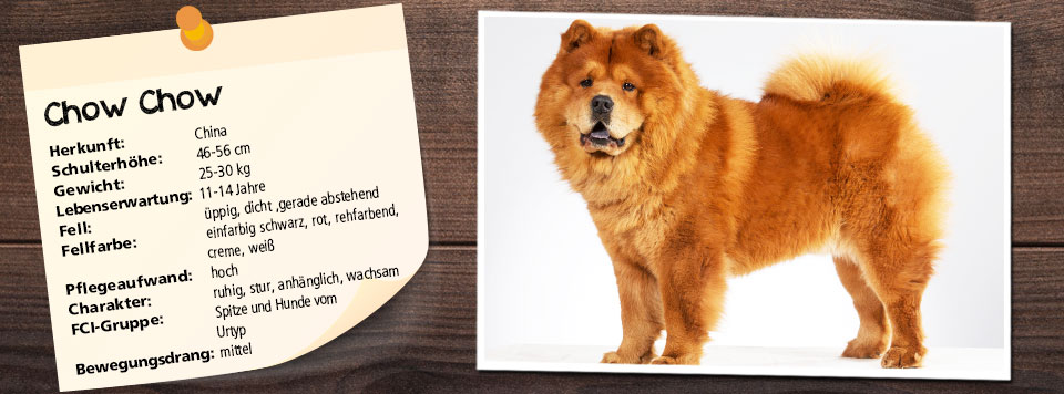 about chow chow